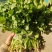 优品大叶香菜