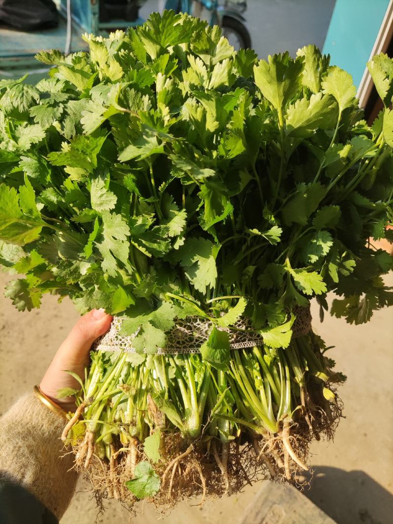 优品大叶香菜