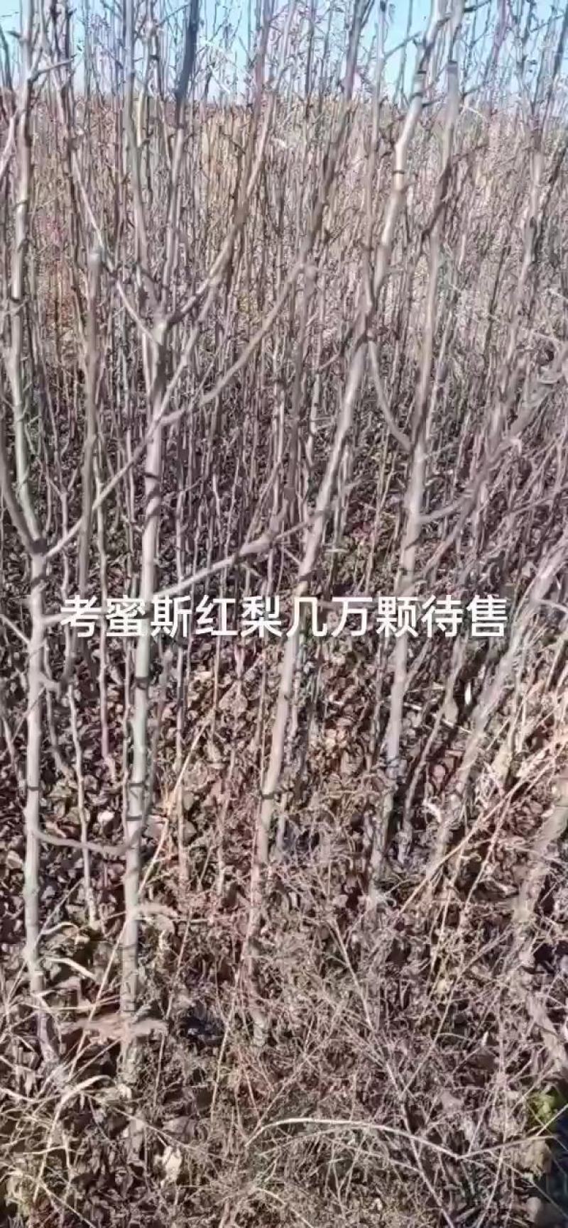 梨树苗，嫁接玉露香保品种红香酥，酥梨免费技术指导