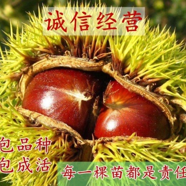 板栗树苗当年结果大红袍早晚熟地栽庭院特大南北方种植果