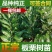 板栗树苗当年结果大红袍早晚熟地栽庭院特大南北方种植果