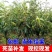 板栗树苗当年结果大红袍早晚熟地栽庭院特大南北方种植果