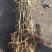 皂角苗大刺皂角，药用皂角刺，皂角苗基地批发