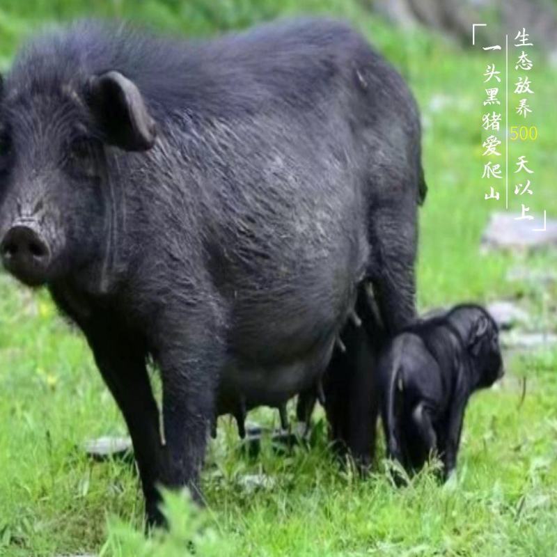福建漳州藏香猪生态放养猪长年供应猪肉摊品质好口感优