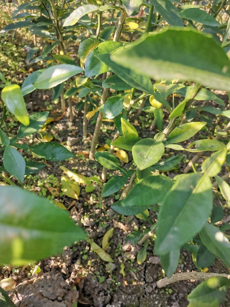 香橙小苗，长叶香橙苗，免费提供种植技术服务。