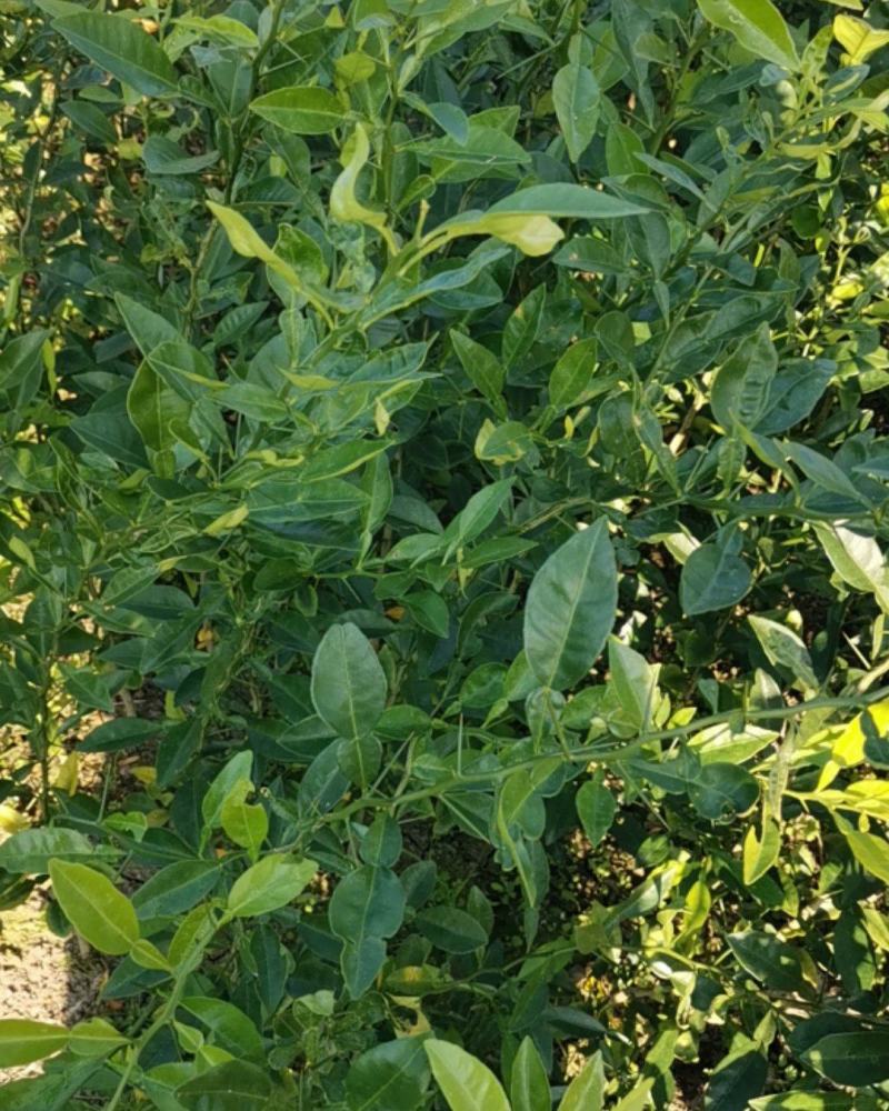 香橙小苗，长叶香橙苗，免费提供种植技术服务。