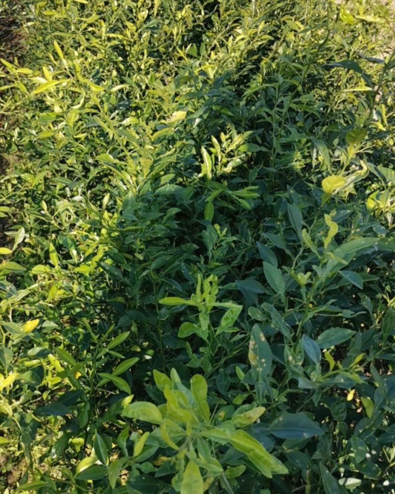 香橙小苗，长叶香橙苗，免费提供种植技术服务。