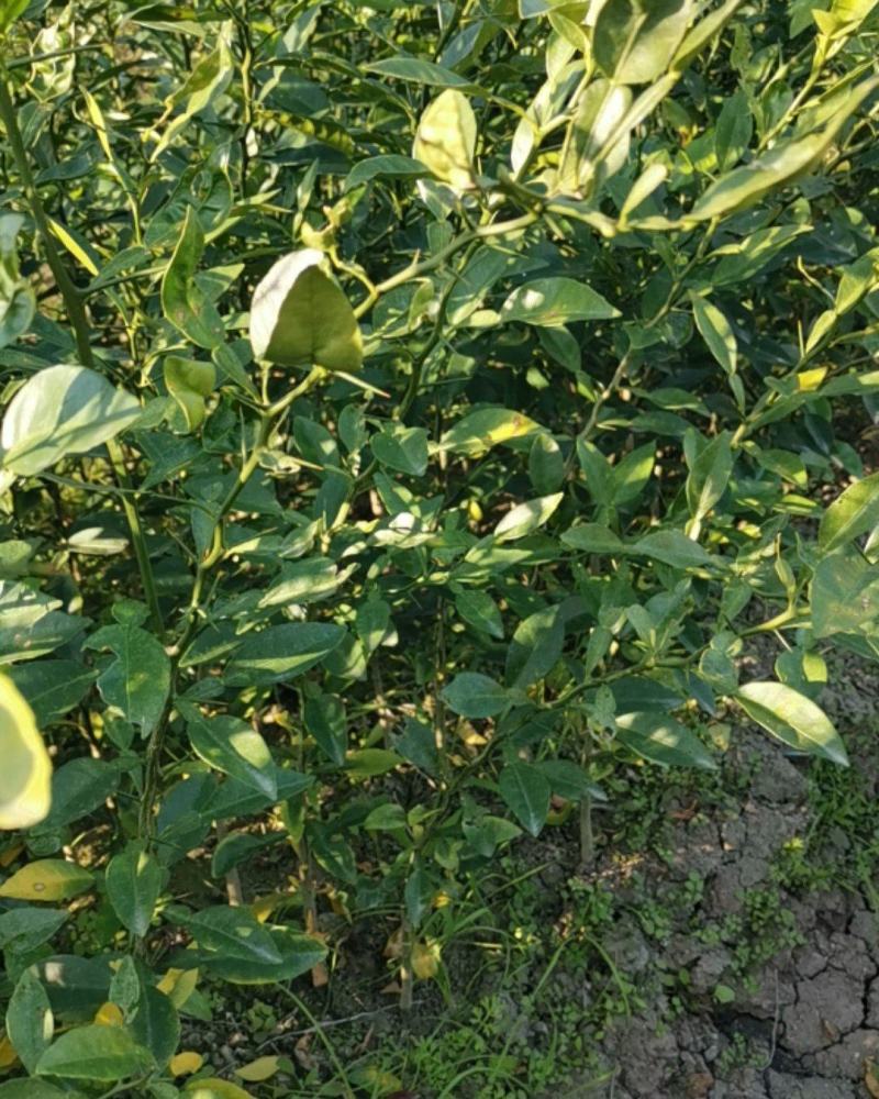 香橙小苗，长叶香橙苗，免费提供种植技术服务。