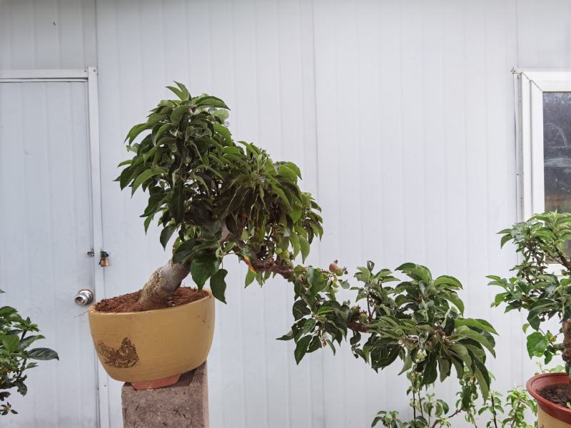 大红荣红富士苹果老桩盆景型盆栽寒富士苹果矮化当年结果