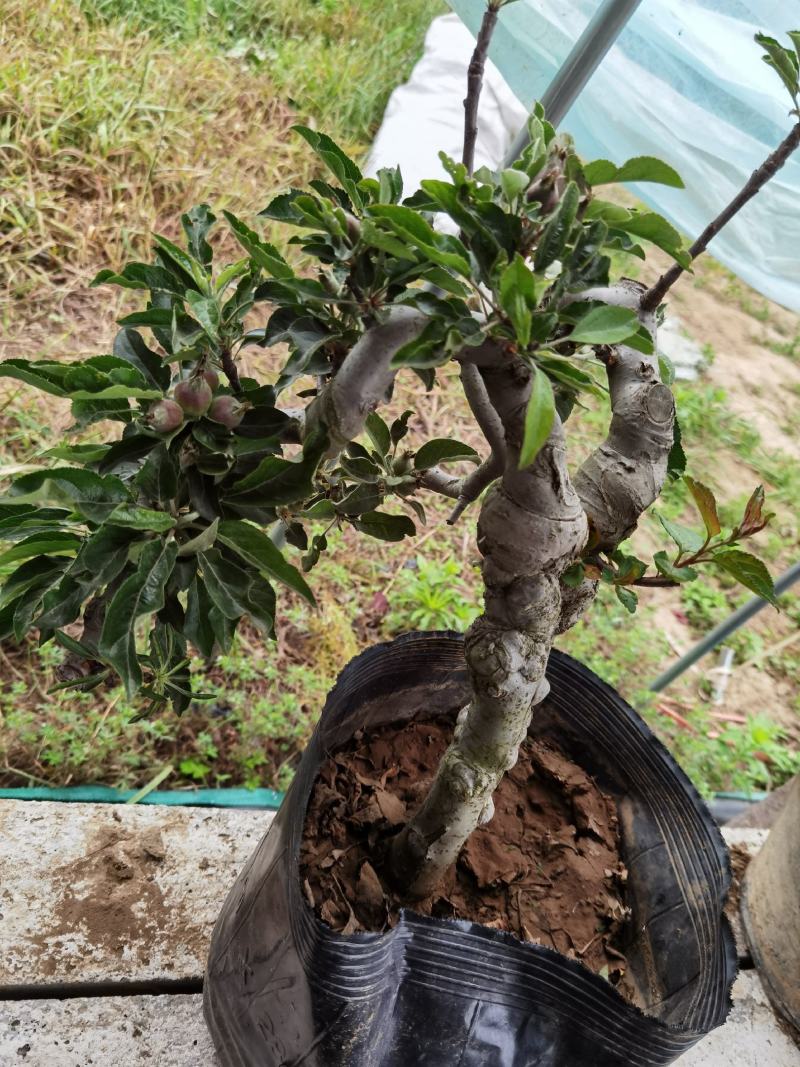 大红荣红富士苹果老桩盆景型盆栽寒富士苹果矮化当年结果