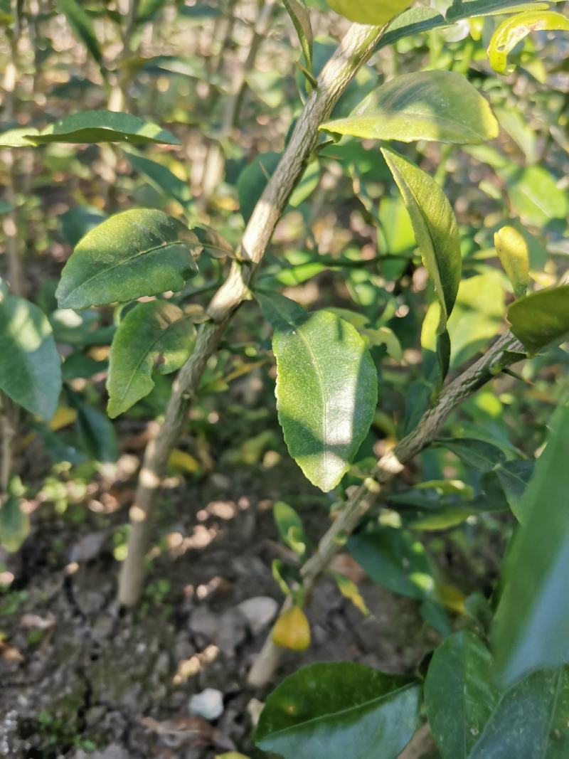 香橙苗大苗，小叶香橙，提供免费种植技术服务