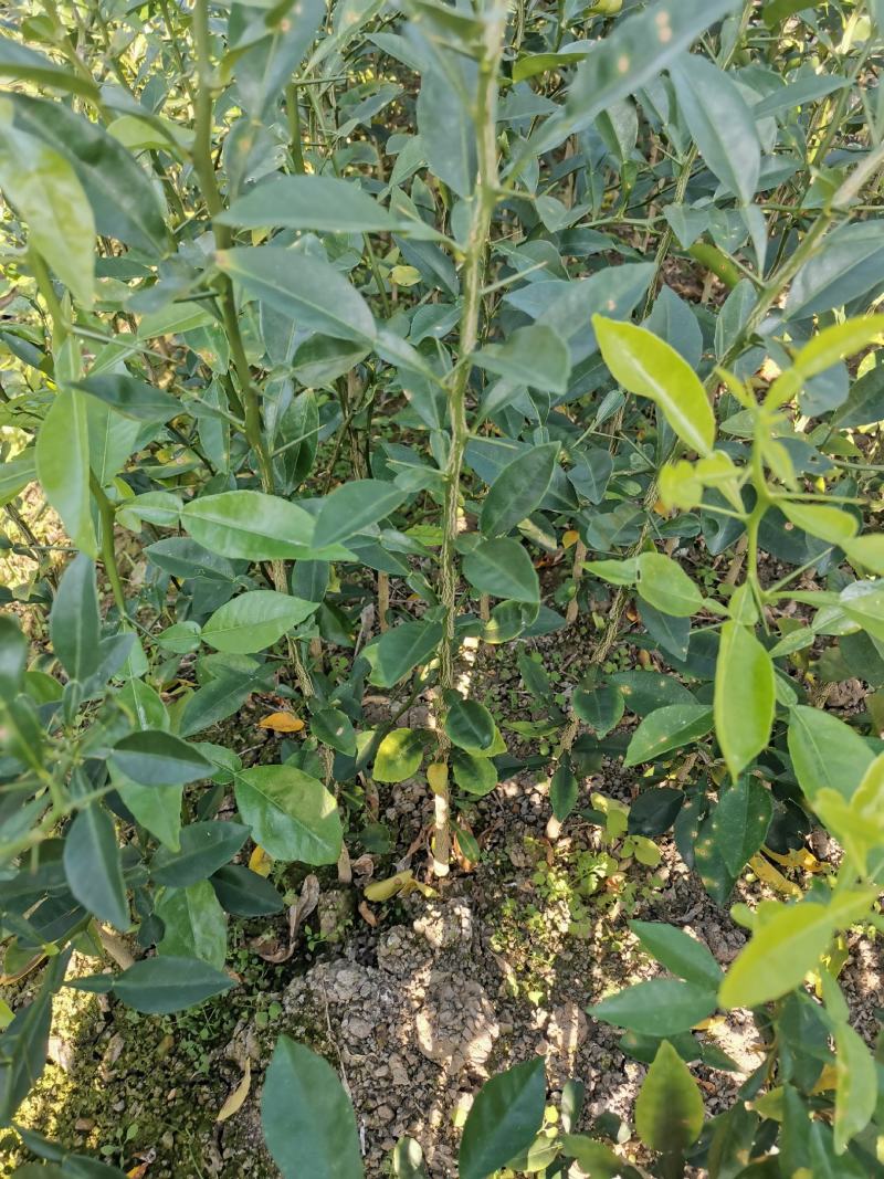 香橙苗大苗，小叶香橙，提供免费种植技术服务
