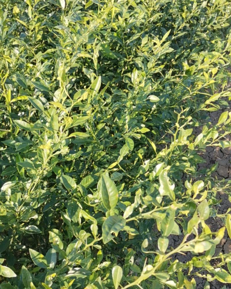 香橙苗大苗，小叶香橙，提供免费种植技术服务