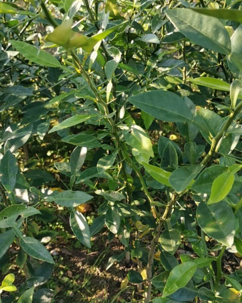 香橙苗大苗，小叶香橙，提供免费种植技术服务