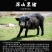 福建漳州藏香猪生态放养猪长年供应猪肉摊品质好口感优