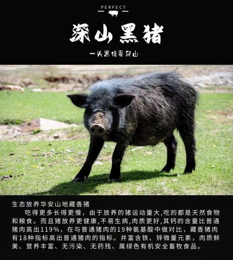 福建漳州藏香猪生态放养猪长年供应猪肉摊品质好口感优