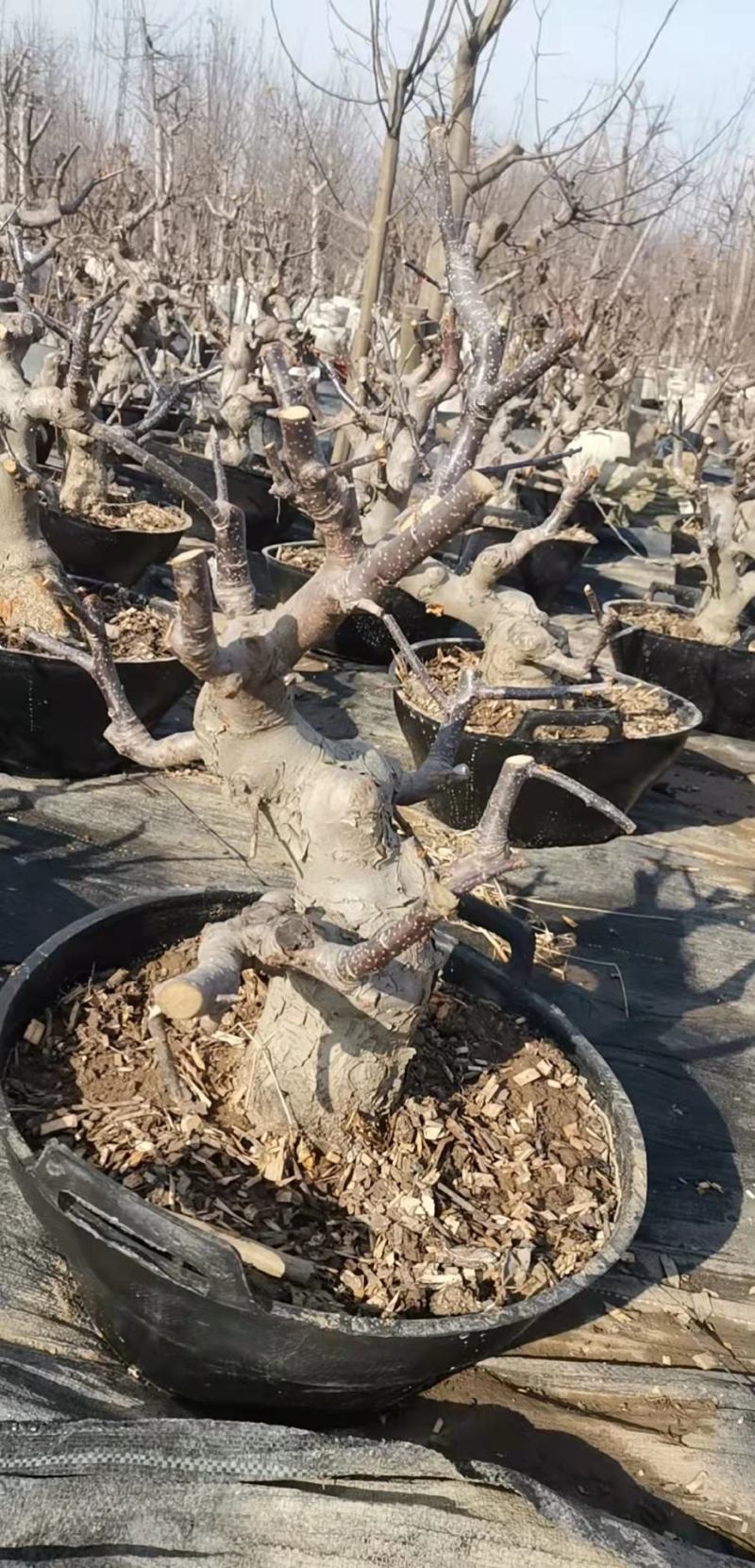 大红荣红富士苹果老桩盆景型盆栽寒富士苹果矮化当年结果