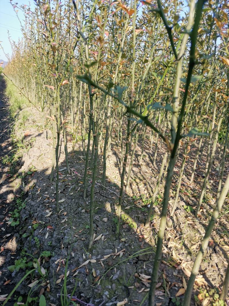 积壳大苗，0.4以上-1公分，免费种植技术服务