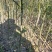 积壳大苗，0.4以上-1公分，免费种植技术服务