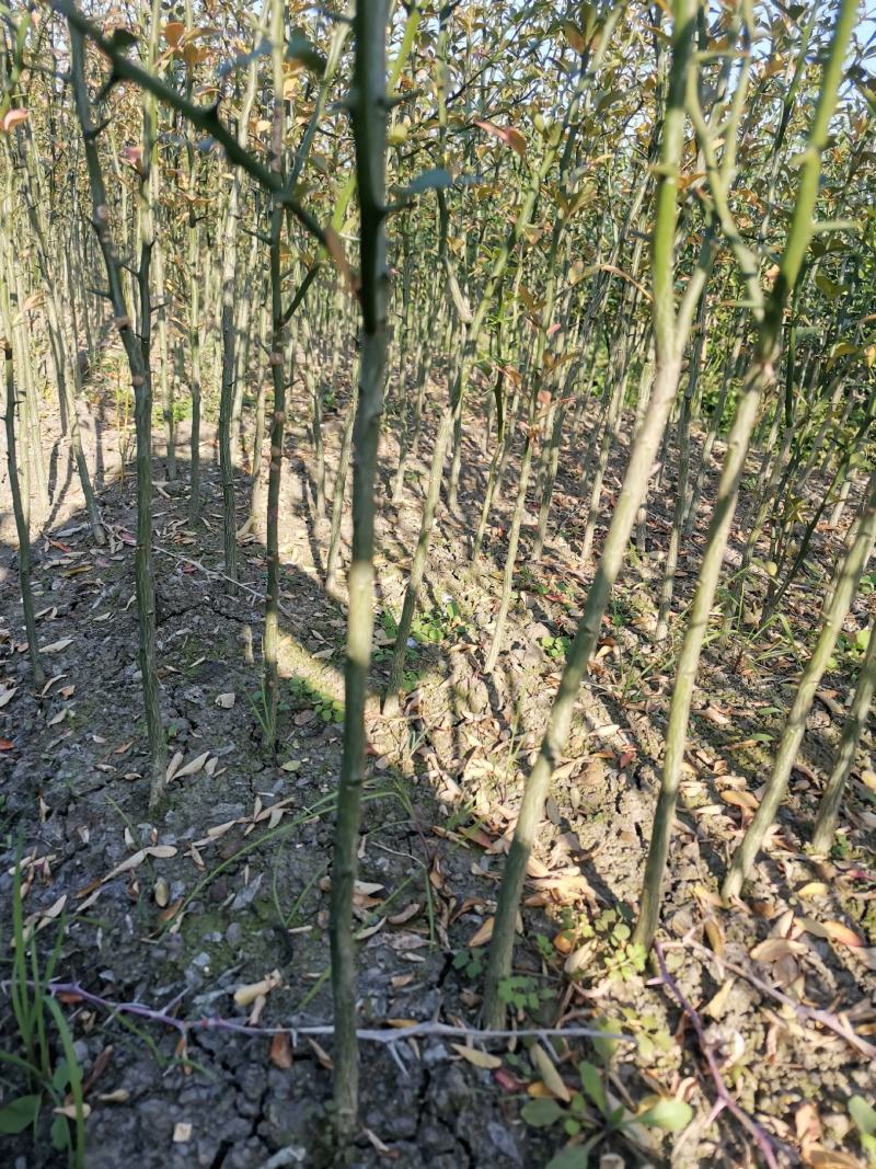 积壳大苗，0.4以上-1公分，免费种植技术服务