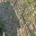 积壳大苗，0.4以上-1公分，免费种植技术服务