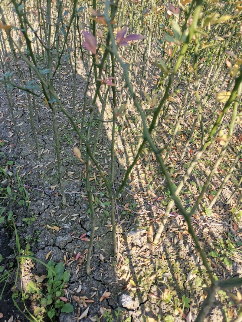 积壳大苗，0.4以上-1公分，免费种植技术服务