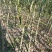 积壳大苗，0.4以上-1公分，免费种植技术服务