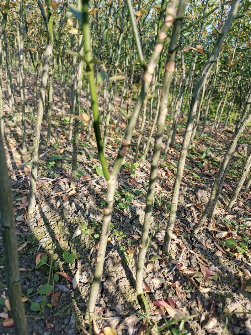 积壳大苗，0.4以上-1公分，免费种植技术服务