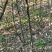 积壳大苗，0.4以上-1公分，免费种植技术服务