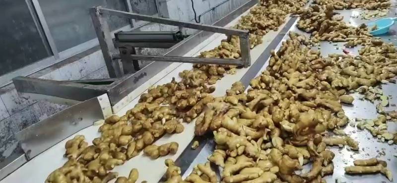 山东生姜万亩生姜基地品种多样品质保证价格美丽！