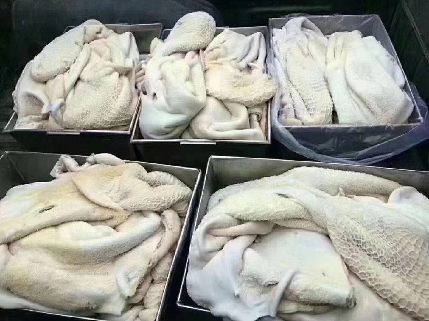 厨师正在清洗和处理猪肚,展示其原始状态和处理步骤 猪肚处理过程