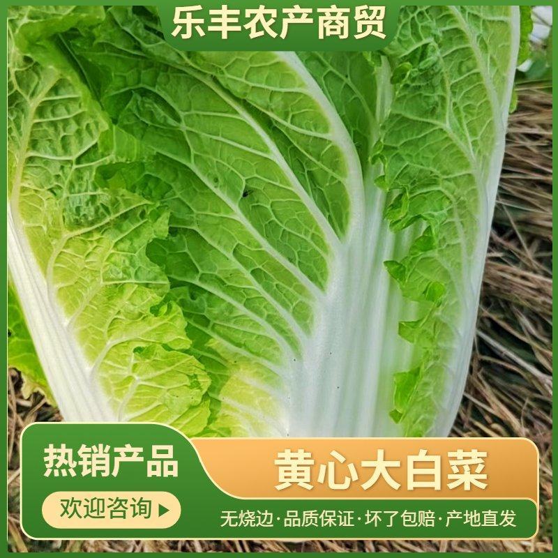 黄心大白菜，净菜4～6斤，无烧边，，，，