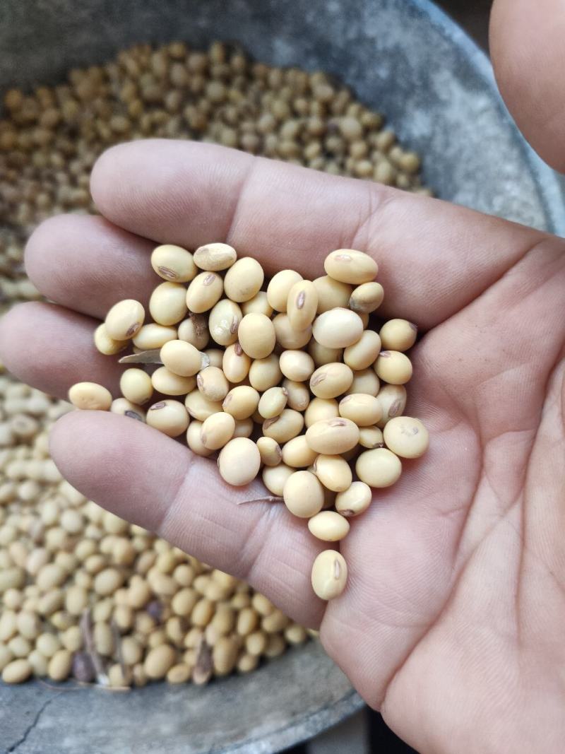 2024新黄豆中等，做豆腐，豆花，豆干的优质原材料。