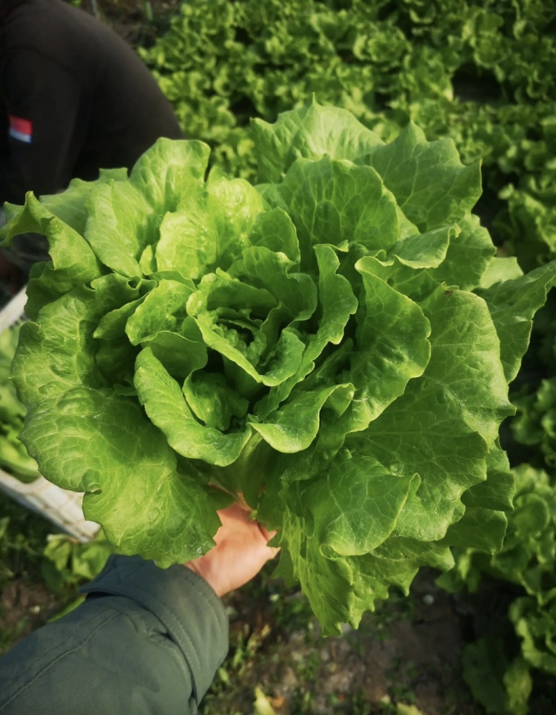 精品散叶生菜意大利生菜新鲜货现摘现发质量好大棚生菜