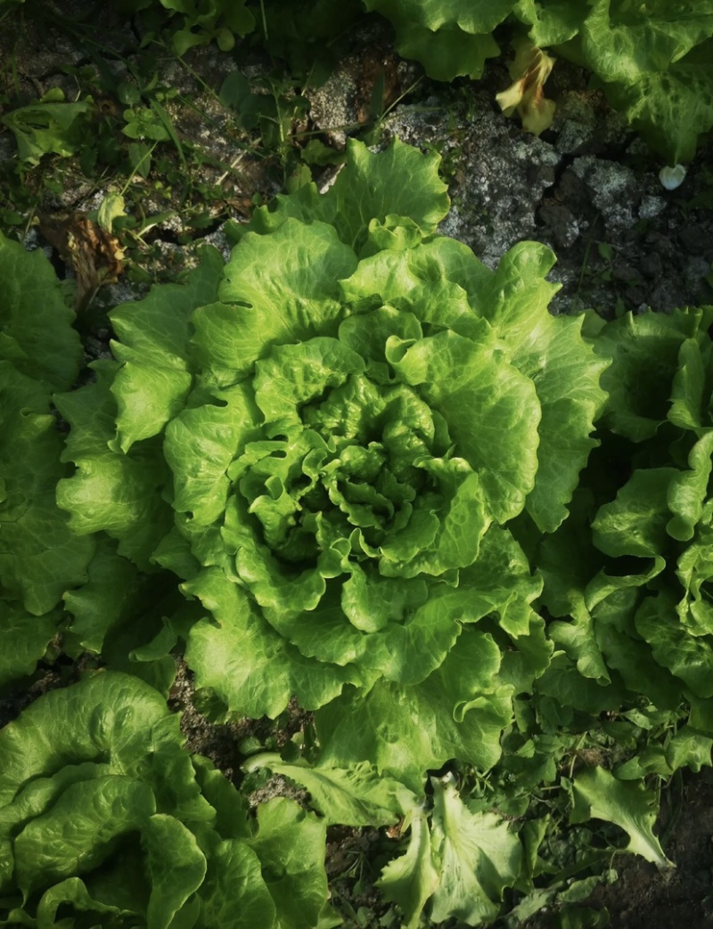 精品散叶生菜意大利生菜新鲜货现摘现发质量好大棚生菜