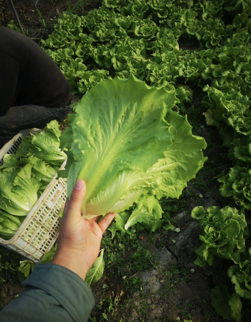 精品散叶生菜意大利生菜新鲜货现摘现发质量好大棚生菜