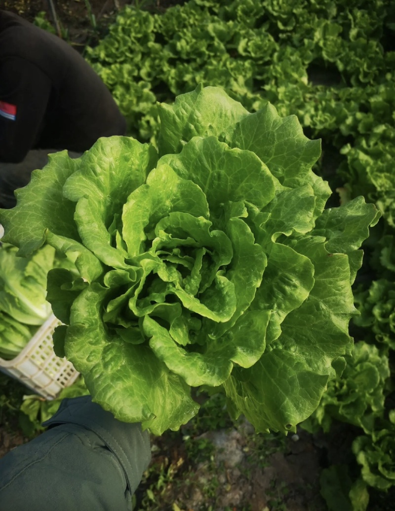 精品散叶生菜意大利生菜新鲜货现摘现发质量好大棚生菜