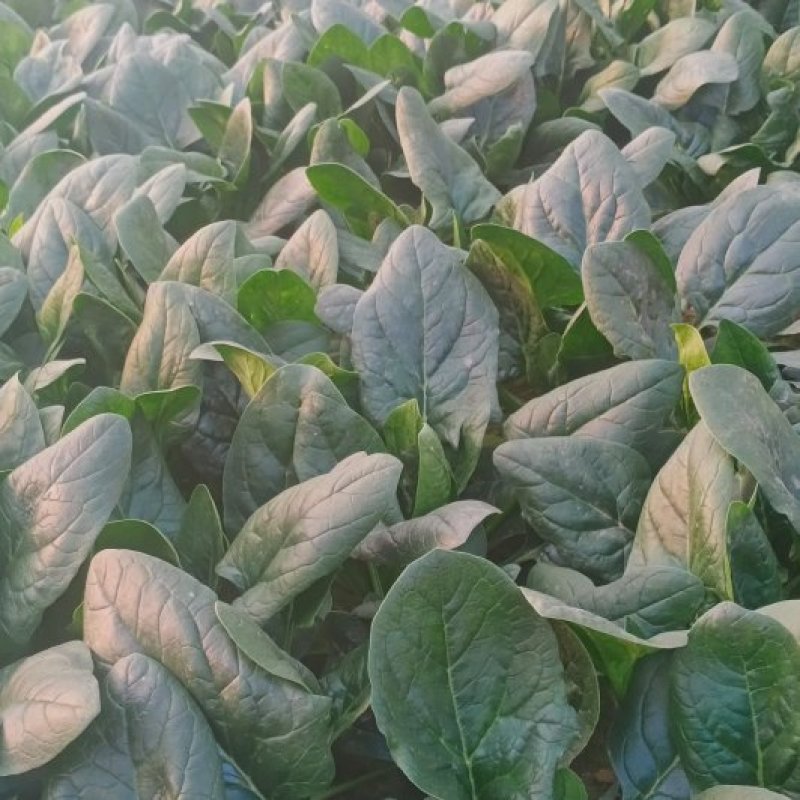 菠菜黑油亮圆叶20~25厘米，需要的联系，上货快，走货