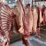 生鲜驴肉，纯干驴肉，基地养殖，一手货源，供货、品质有保障