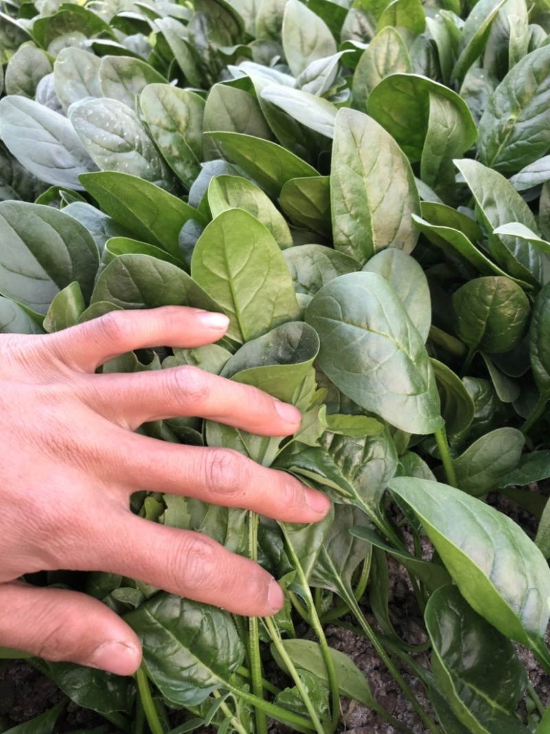 精品菠菜一手货源基地直发质量保障可视频看货欢迎来电