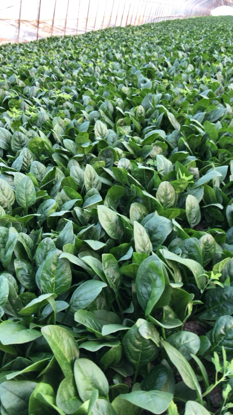精品菠菜一手货源基地直发质量保障可视频看货欢迎来电