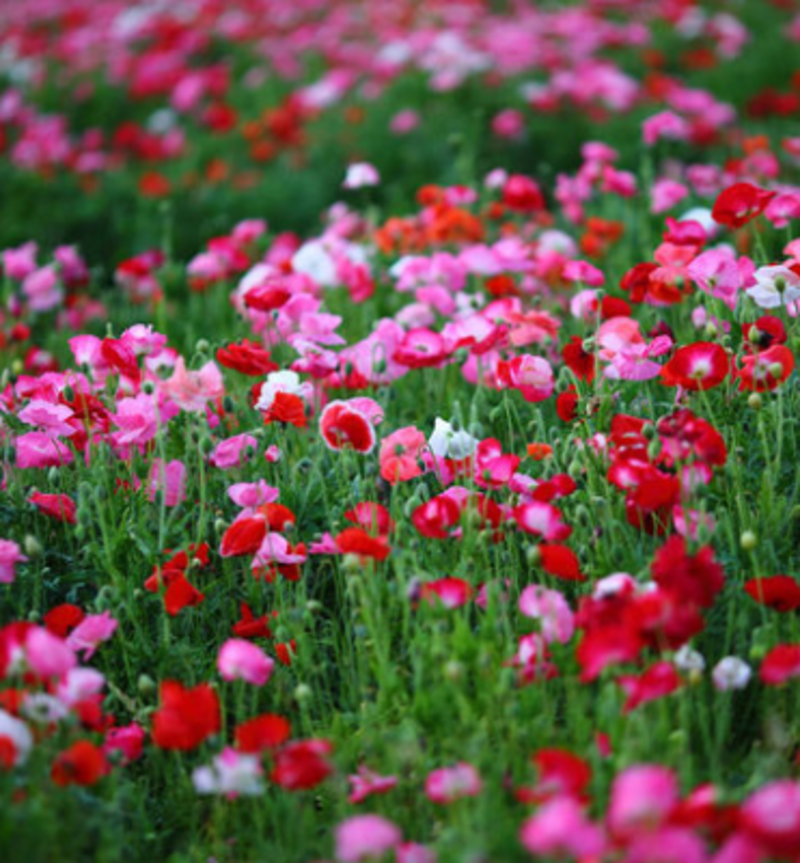 虞美人花种子冰岛重瓣红色虞美人种子四季开花易种活庭院盆栽