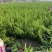 龙柏苗龙柏小苗龙柏条龙柏球各种大小规格齐全货源稳定