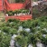 毛竹苗，无纺布袋装苗，一年生，两年生均有！