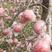 【精品】商丘万亩红富士苹果，产地直发量大从优可全国发货！