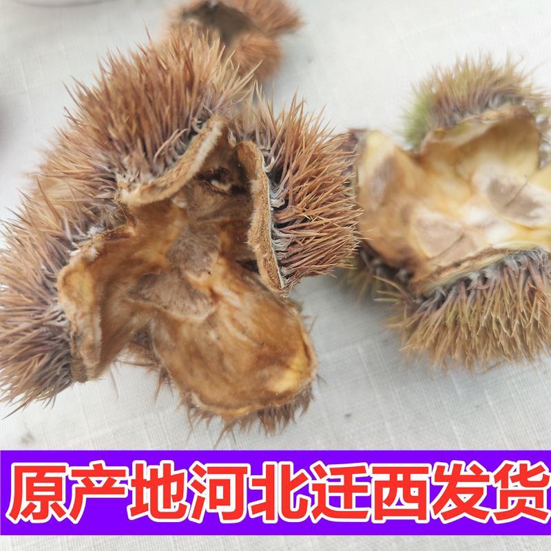 中药材带刺板栗球栗刺壳，风栗壳板栗刺栗子刺栗刺球淋巴结
