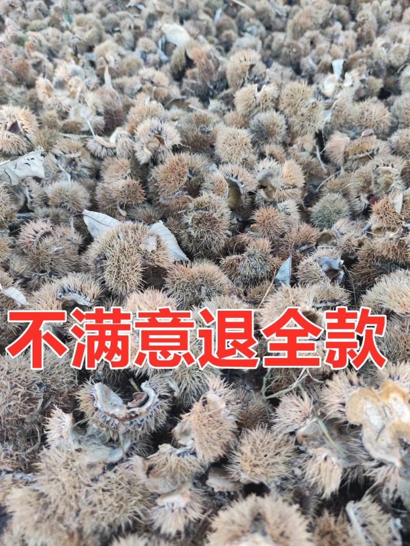 中药材带刺板栗球栗刺壳，风栗壳板栗刺栗子刺栗刺球淋巴结