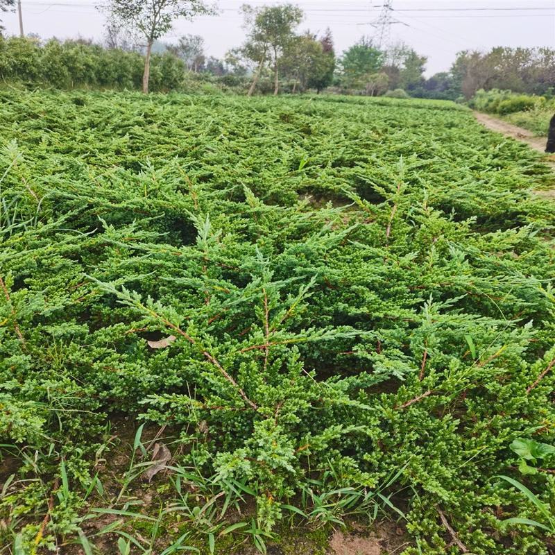 铺地柏绿化工程地柏盆景树桩地柏微型盆景造型素材批发