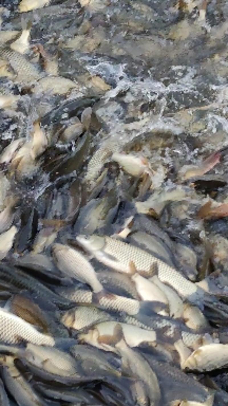 鲫鱼，垂钓鱼大小规格都有，提供养殖技术和池塘消毒