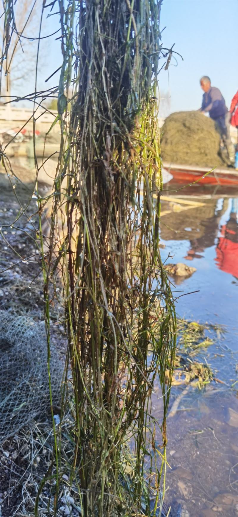 微齿眼子菜微山湖水生植物